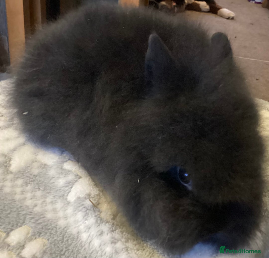 Lionhead rabbits for sale: Stunning DM lionheads baby rabbits - Advert 3