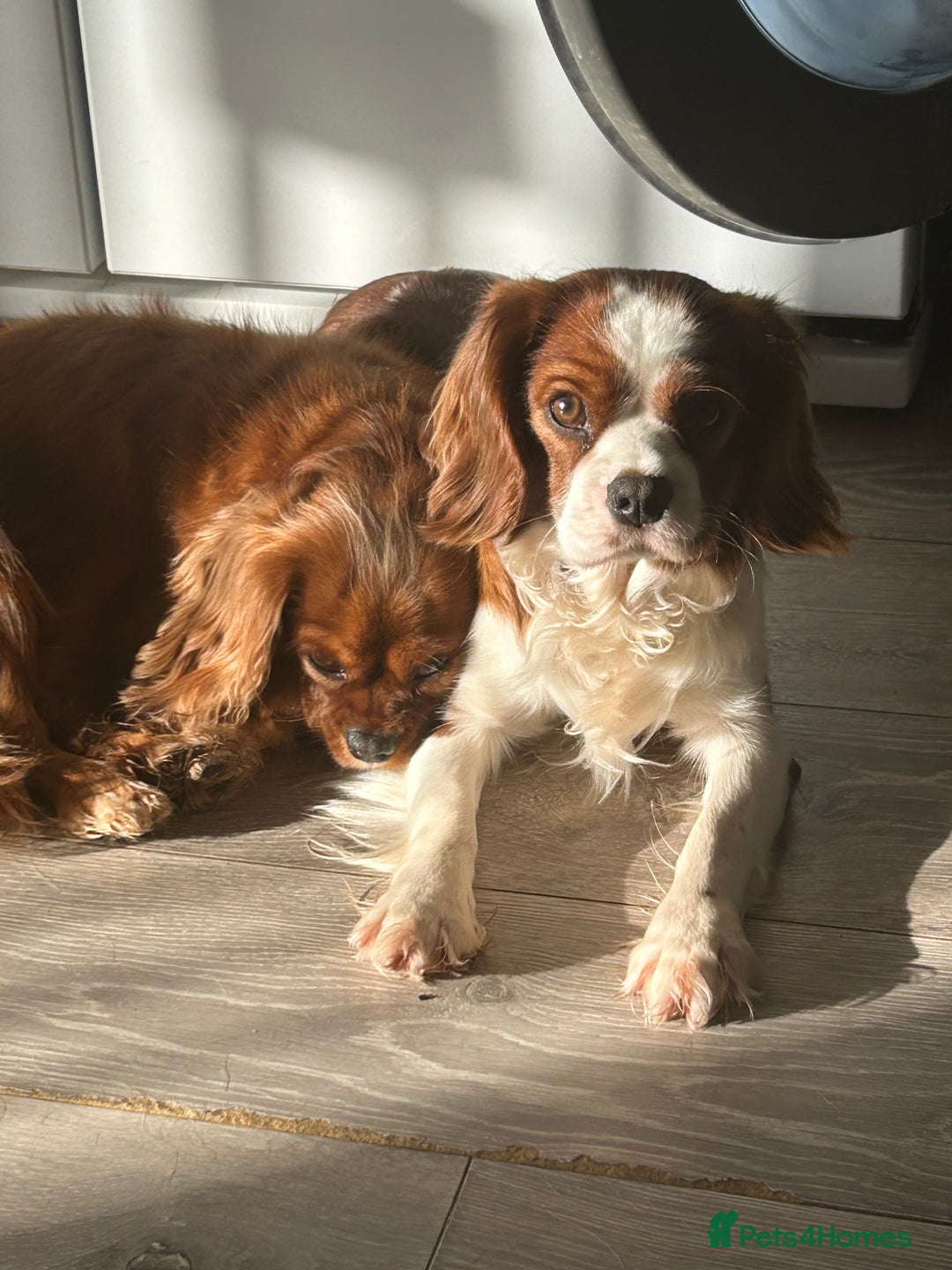 Cavalier King Charles Spaniel dogs for stud: KC registered health tested Blenheim stud in Folkestone - Image 14