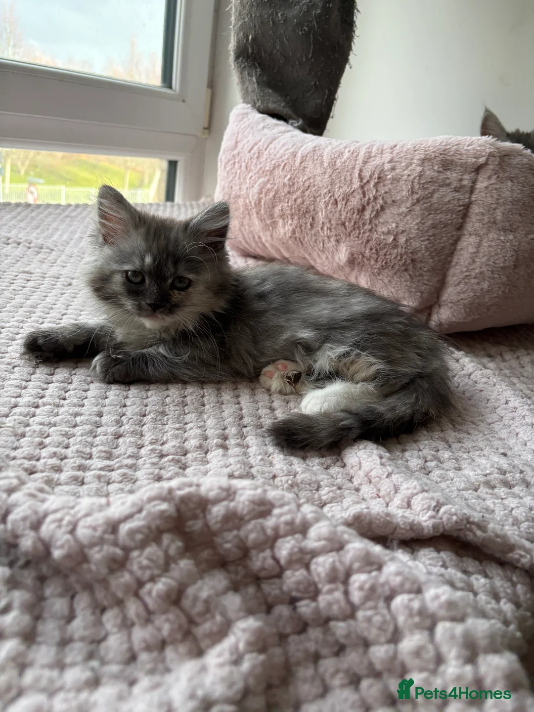 Munchkin cats for sale: Persian Munchkin kittens  - Advert 8
