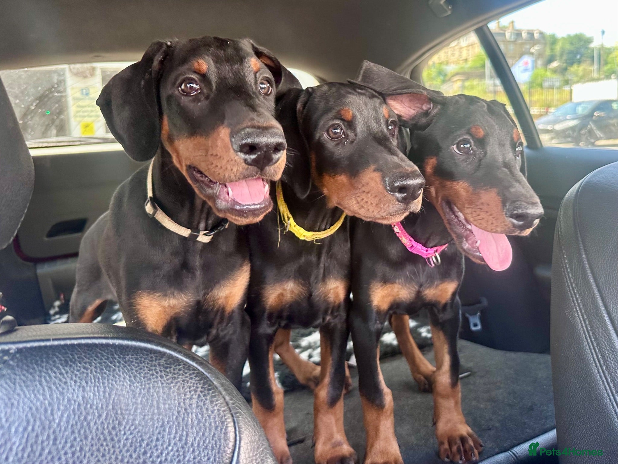 Dobermann dogs Health tested European puppies  - Advert 1