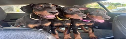 Dobermann dogs for sale: Health tested European puppies  - Advert 3