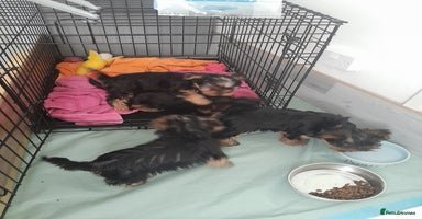 Yorkshire Terrier dogs - Advert 4