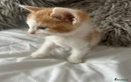 British Shorthair cats for sale: 4 Beautiful babies looking for there forever homes - Image 10