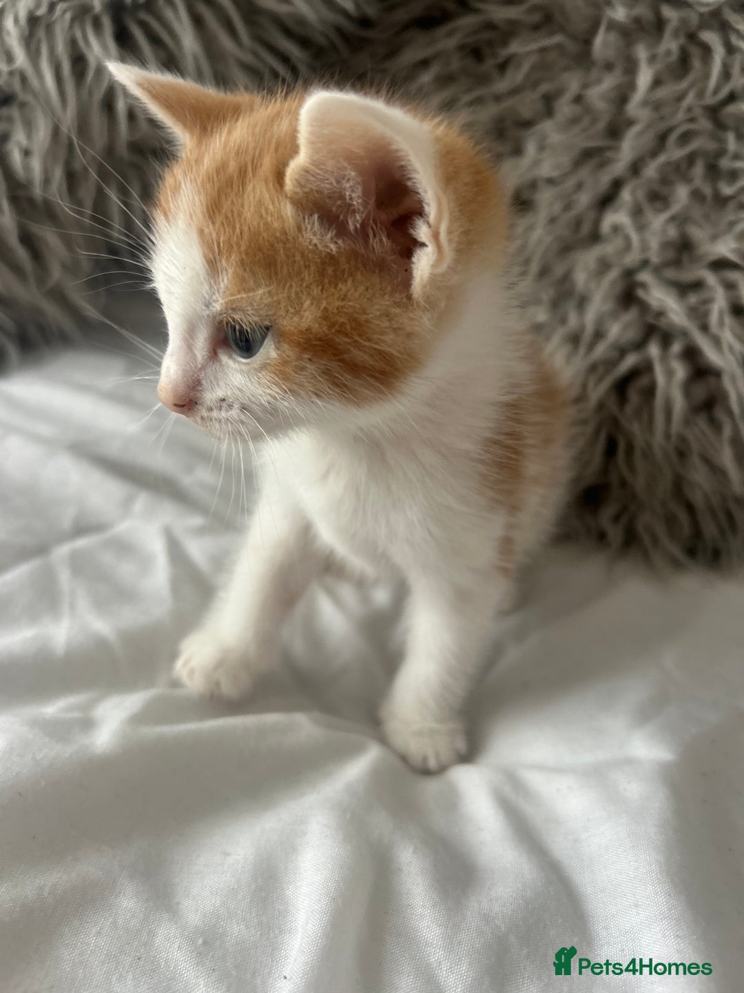 British Shorthair cats for sale: 4 Beautiful babies looking for there forever homes - Image 10