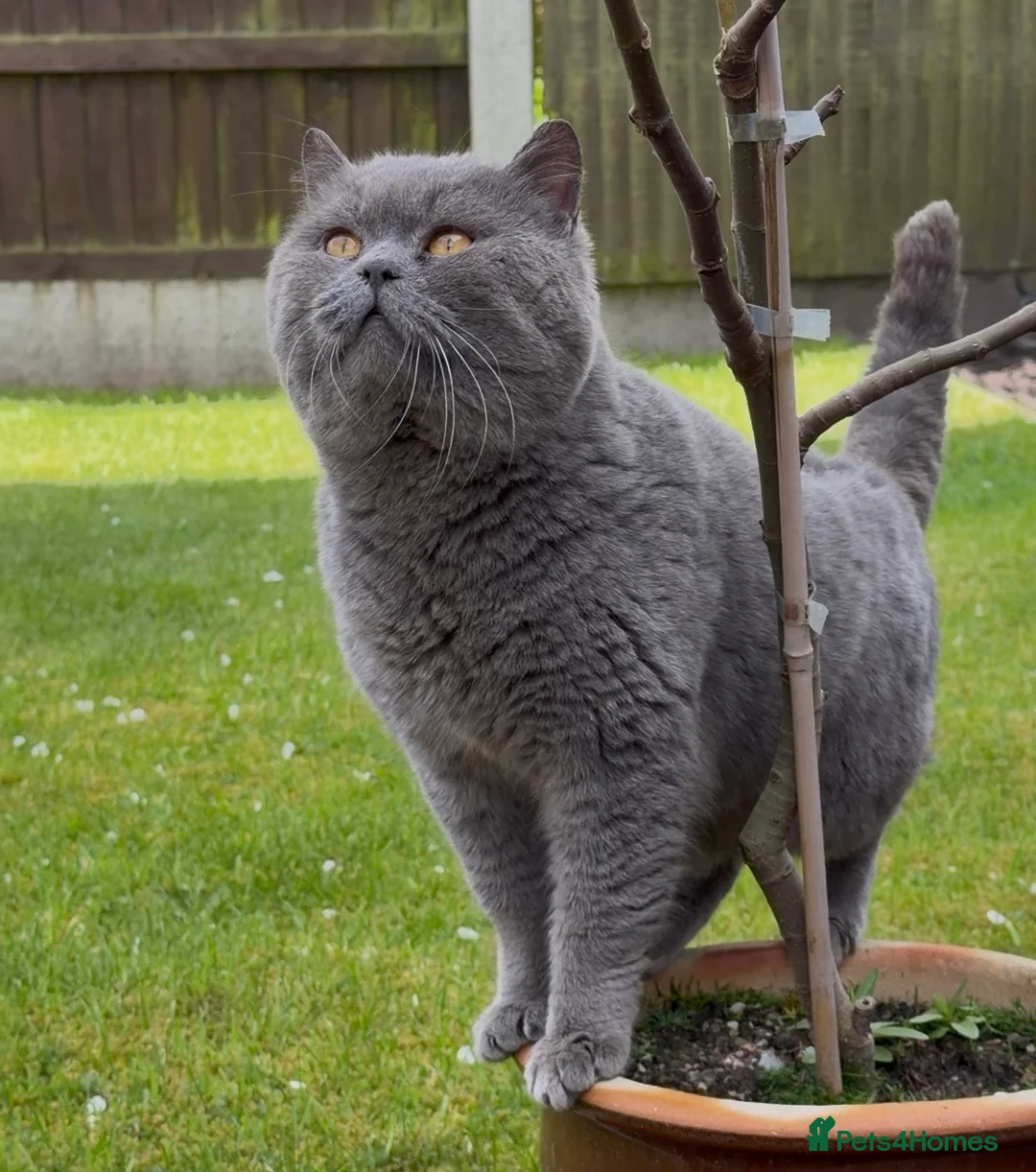 British Shorthair cats for sale: Blue British Male - Advert 2