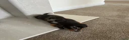 Dachshund dogs for sale: Miniature Dachshunds dapple Puppy’s  - Advert 9
