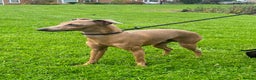 Italian Greyhound dogs for stud: Proven Italian Greyhound KC Registered Stud in York - Advert 2