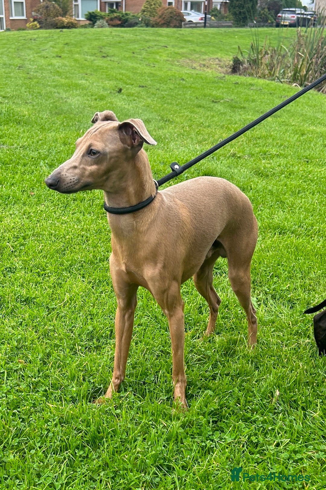 Italian Greyhound dogs for stud: Proven Italian Greyhound KC Registered Stud in York - Advert 2