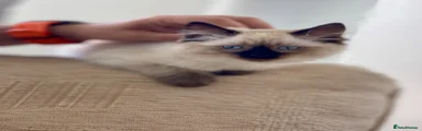 Siamese 1