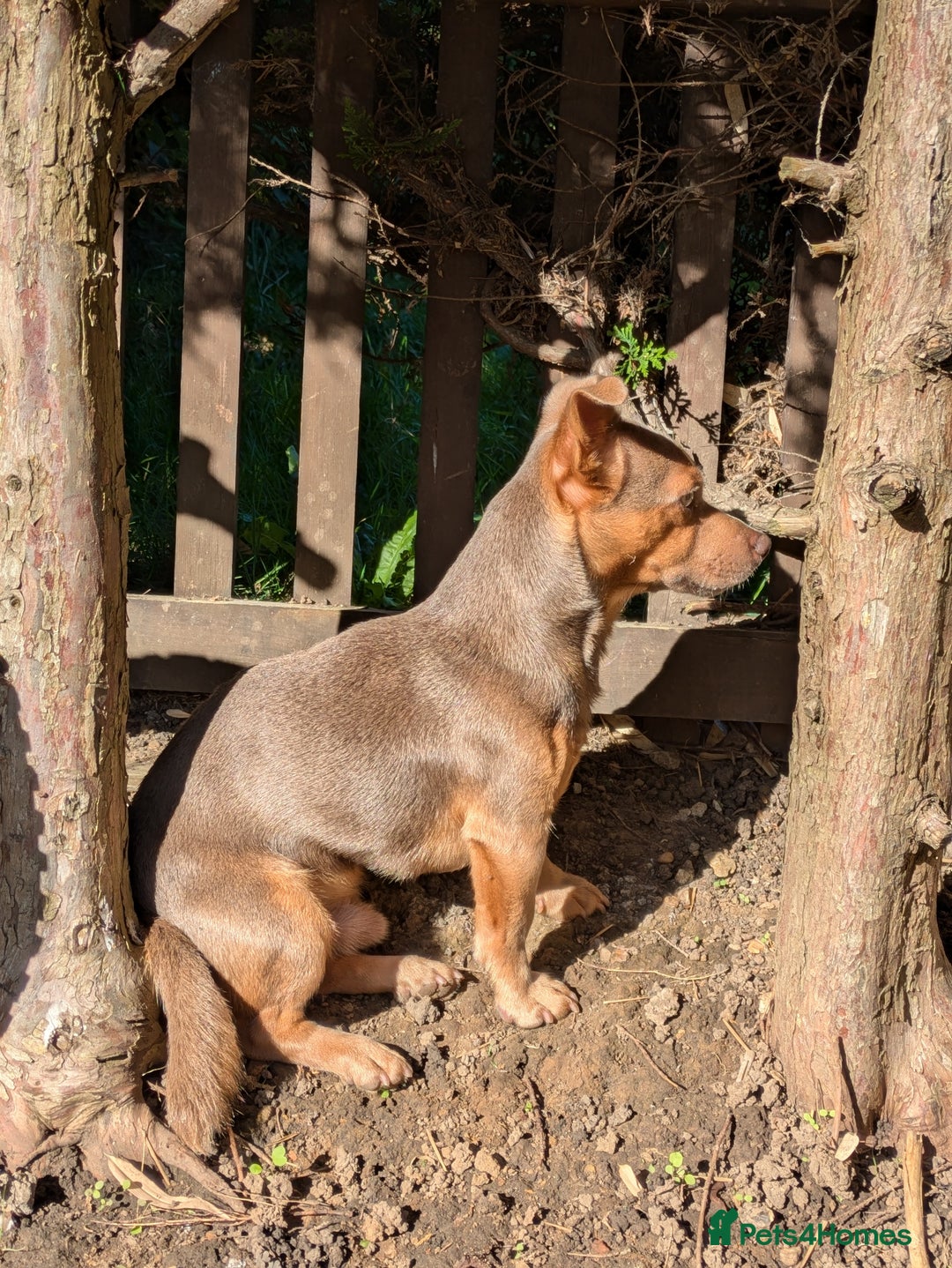 Jack Russell dogs for stud: For Stud Jack Russell (Short Legged) in Slough - Image 9