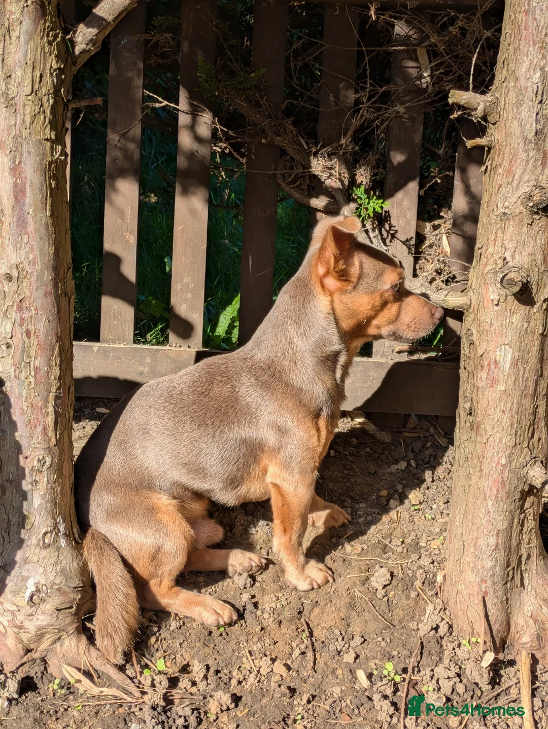 Jack Russell dogs for stud: For Stud Jack Russell (Short Legged) in Slough - Advert 9