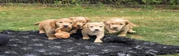 Cocker Spaniel dogs for sale: GORGEOUS GOLDEN HEALTH TESTED COCKER PUPPIES - Advert 6
