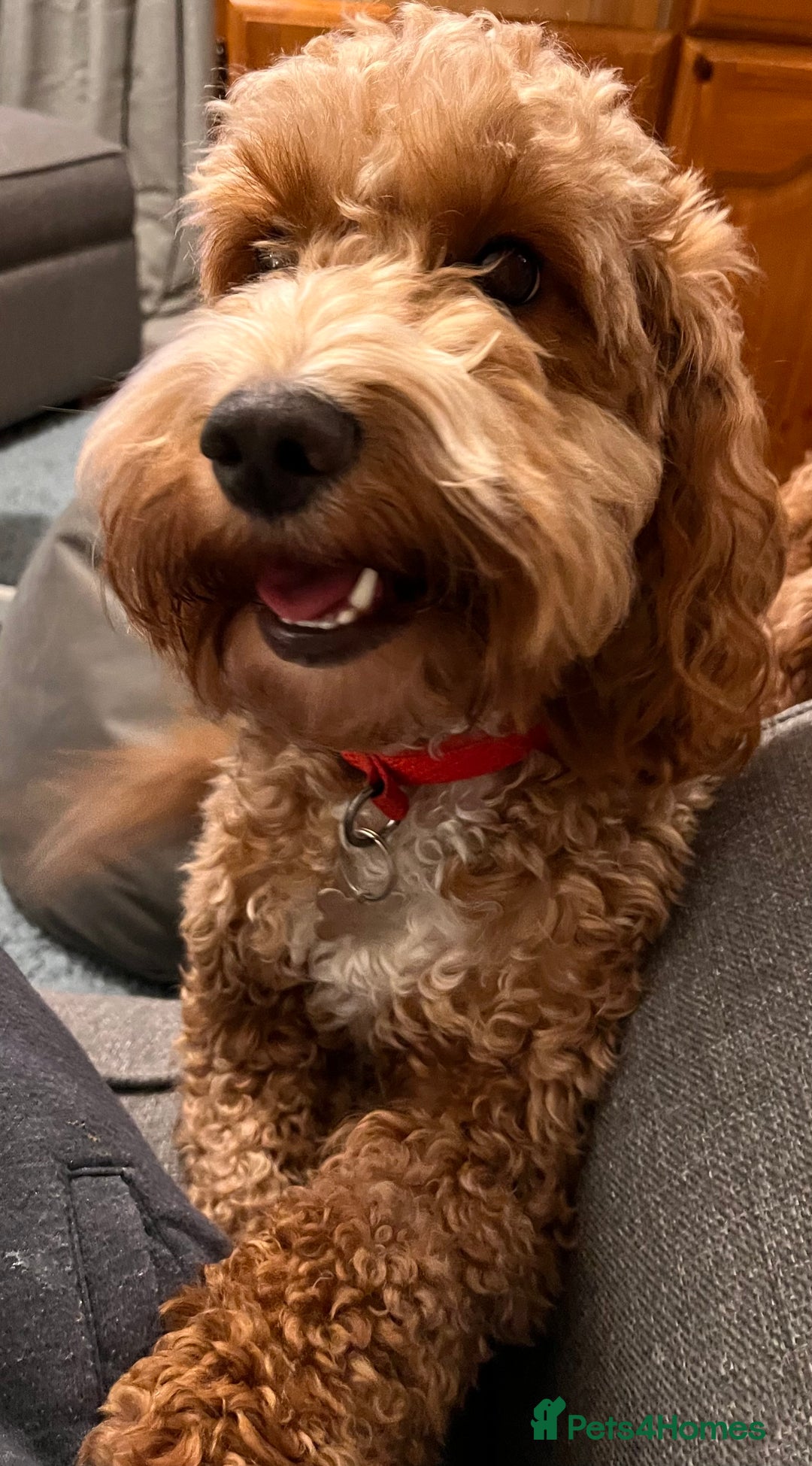 Cockapoo dogs for sale: Bella - Playful & Gorgeous Cockapoo (17 months) - Advert 3