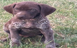 German Shorthaired Pointer dogs for sale: German shorthaired pointer x vizsla - Image 1