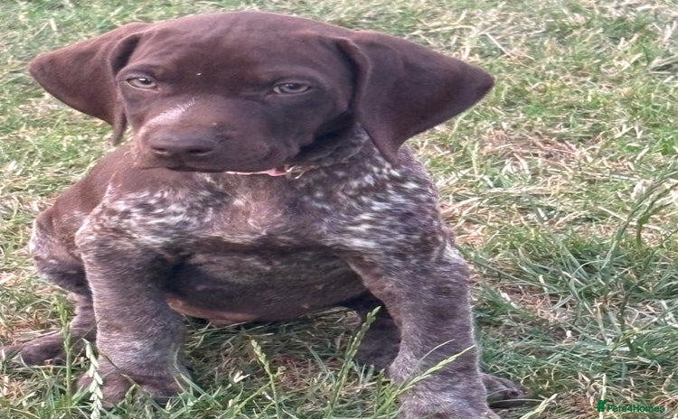 German Shorthaired Pointer dogs - Advert 1