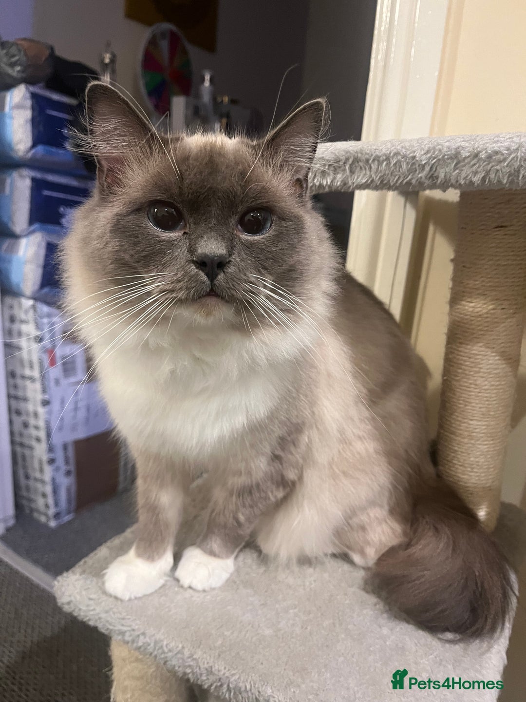 Ragdoll cats for sale: Stunning pure ragdoll male ❤️ - Image 10