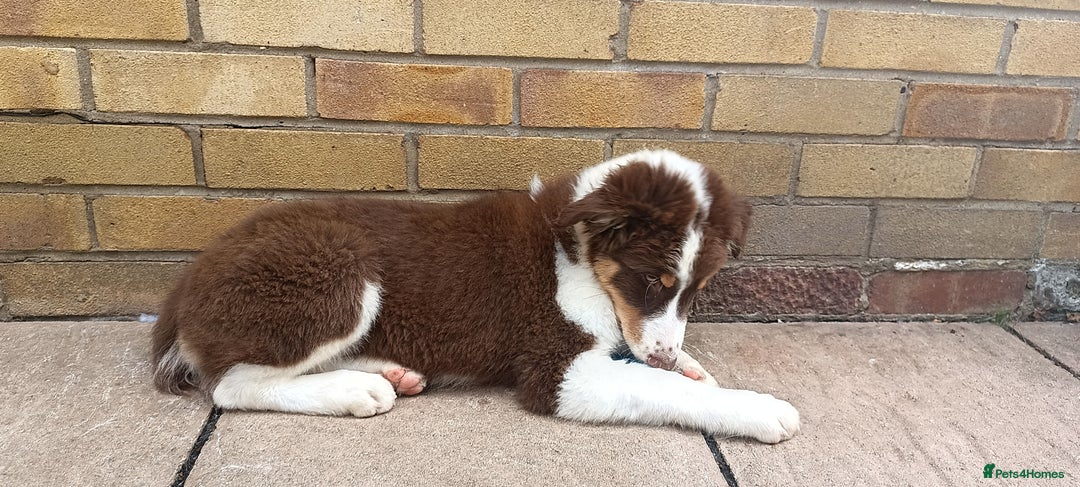Australian Shepherd dogs for sale: Australian Shepherd puppies in Peterborough - Image 12