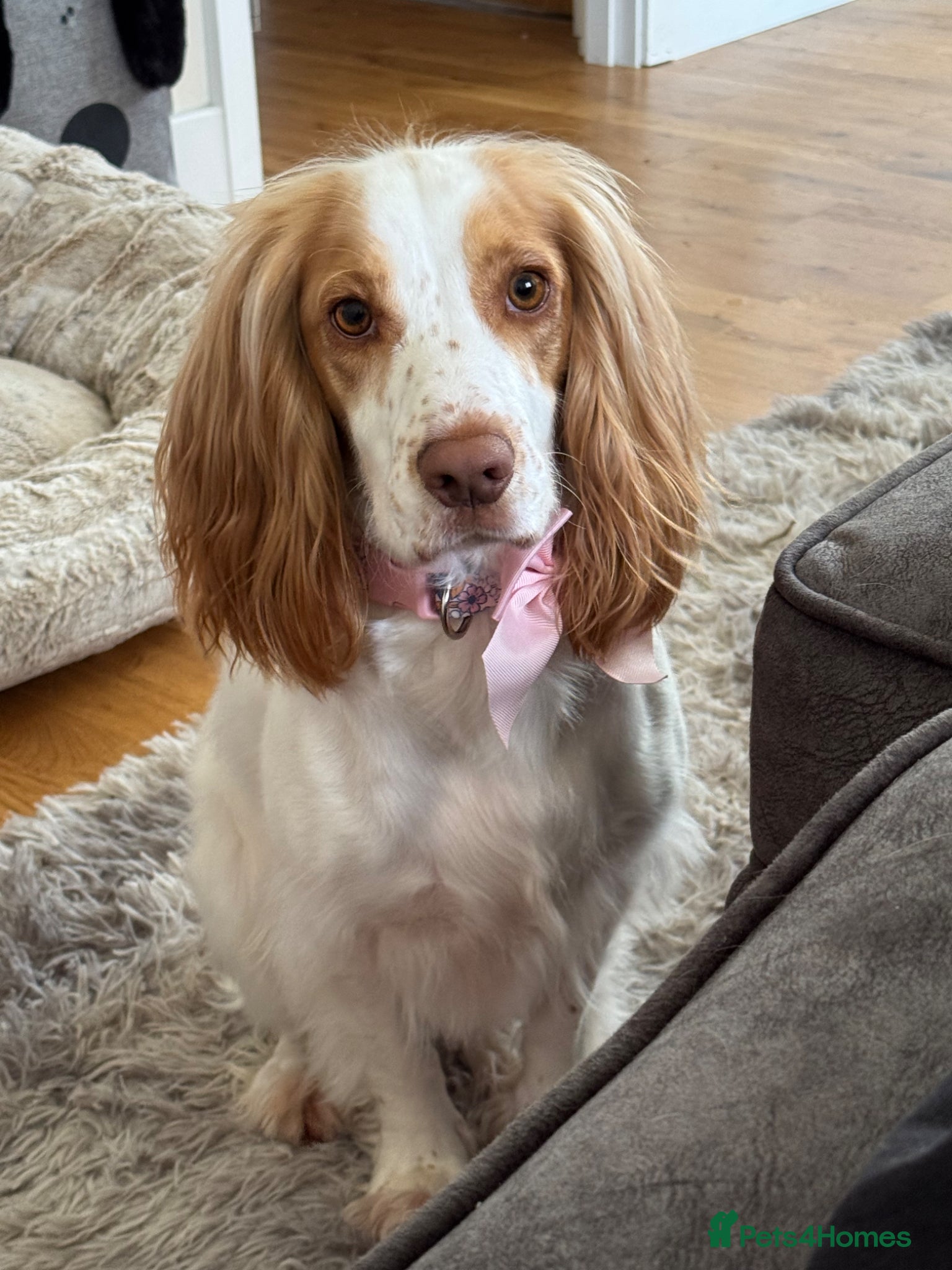 Cocker Spaniel dogs Rosie - 3 Year Old Cocker Spaniel.  - Advert 1