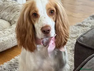 Cocker Spaniel dogs Rosie - 3 Year Old Cocker Spaniel. - Advert 1
