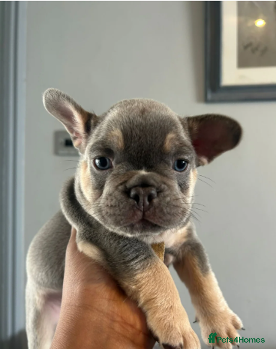 French Bulldog dogs for sale: Beautiful French Bulldog Puppies - READY NOW !! - Image 5