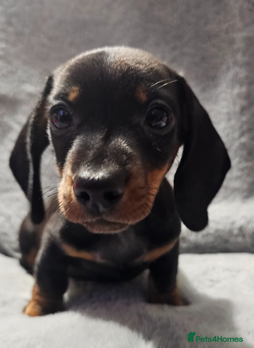 Dachshund dogs for sale: Dachshund miniature boy black and tan 8 weeks old in Wednesbury - Advert 1