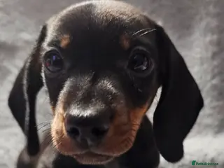 Dachshund dogs Dachshund miniature boy black and tan 8 weeks old - Advert 18