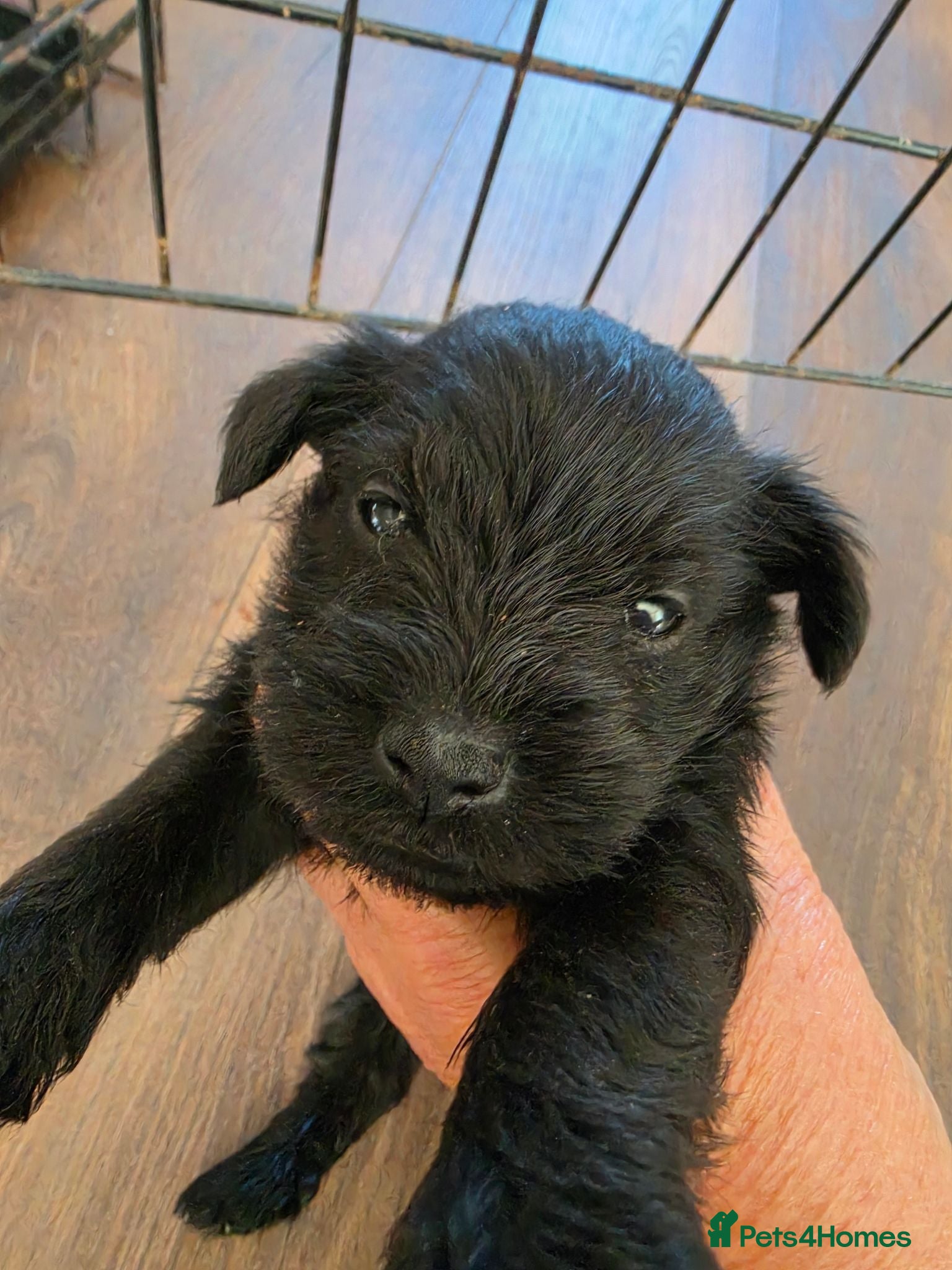 Miniature Schnauzer dogs Miniature schnauzer  - Advert 17