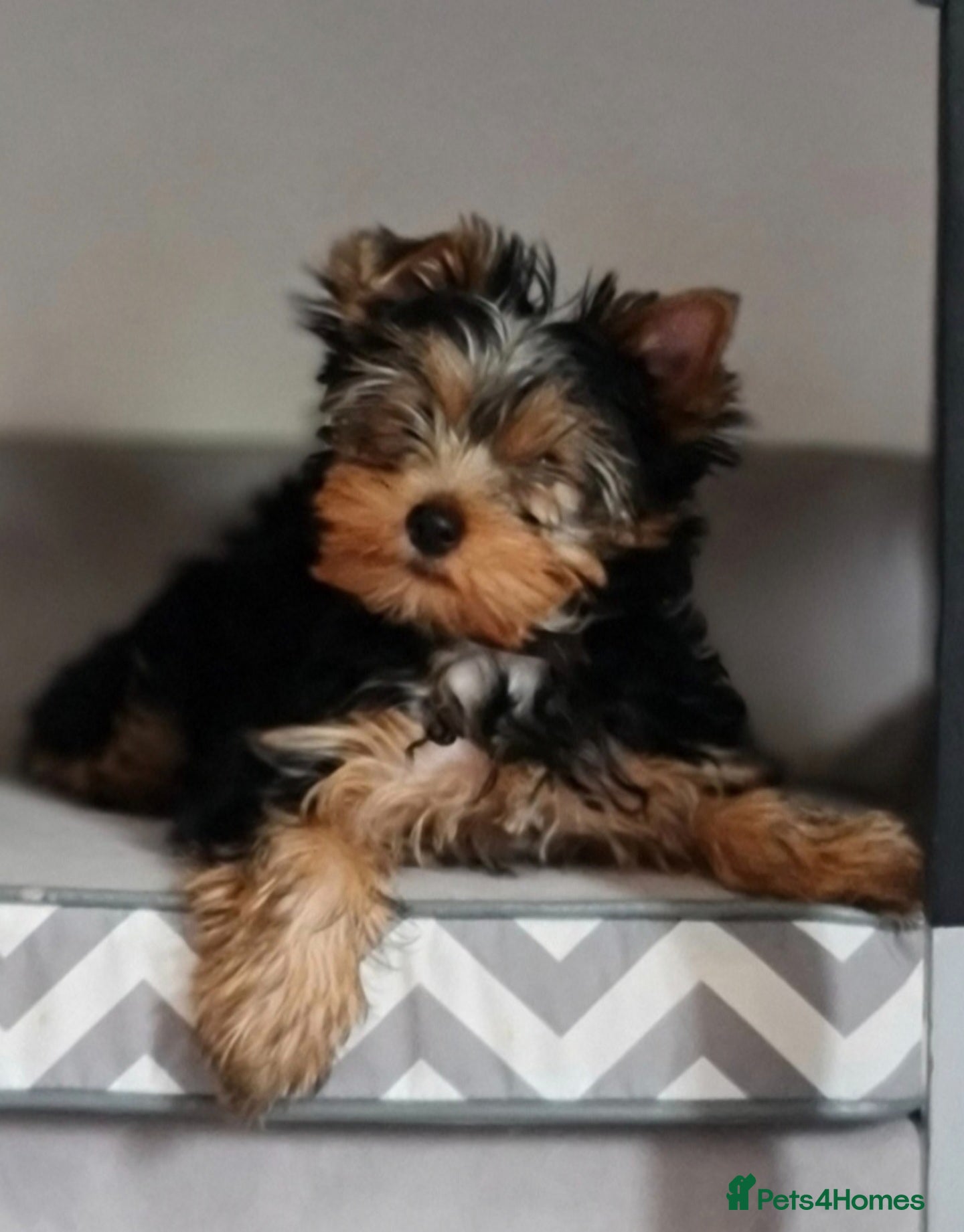 Yorkshire Terrier dogs Pedigree miniature Yorkshire terriers puppies  - Advert 6