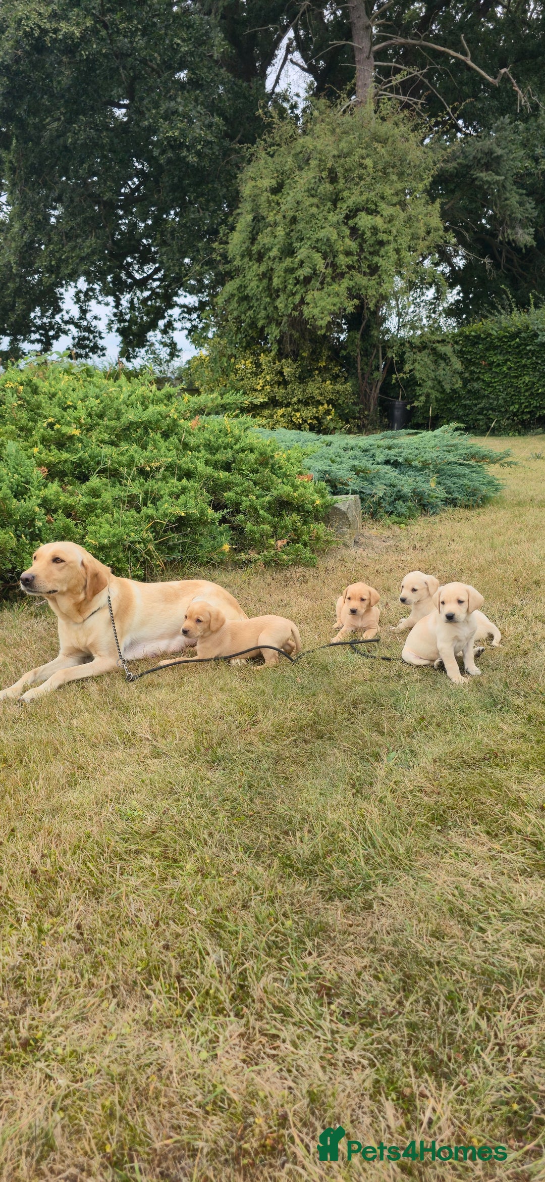 Labrador Retriever dogs for sale: Labrador Retriever Puppies - Image 8