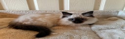 Ragdoll cats for sale: Beautiful Ragdoll kittens - Advert 3