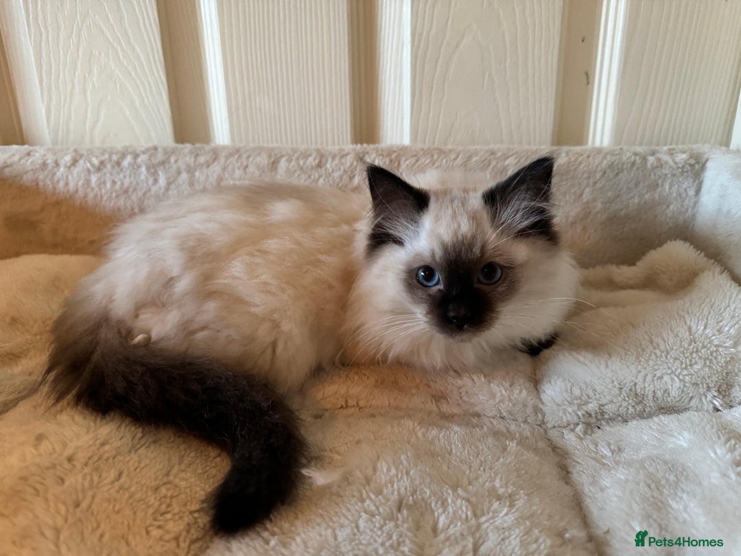 Ragdoll cats for sale: Beautiful Ragdoll kittens - Advert 3