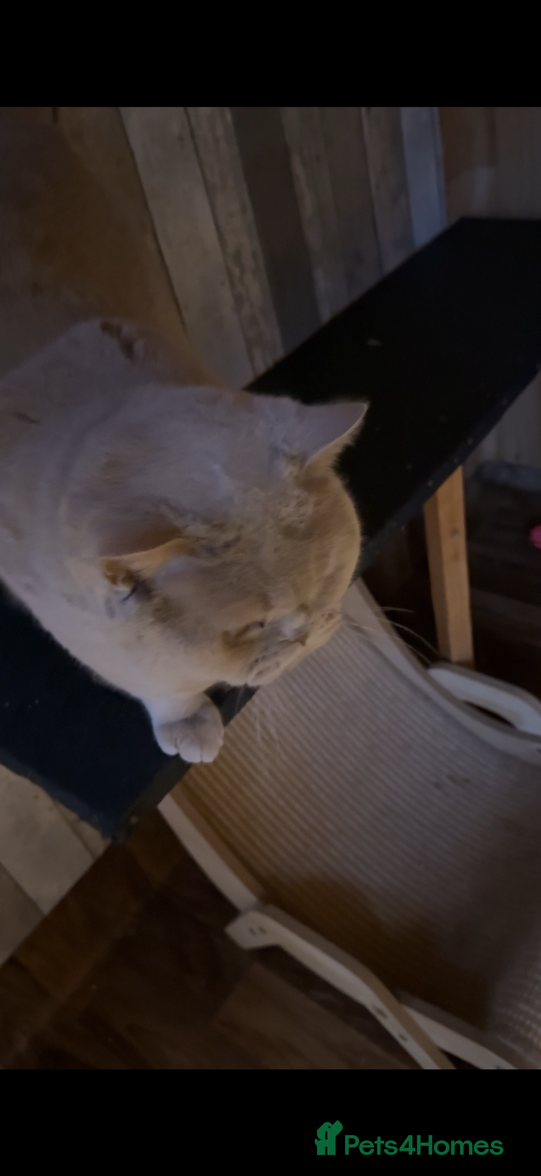 British Shorthair cats for stud: Lilac gccf stud blood group Ab in Birmingham - Advert 13