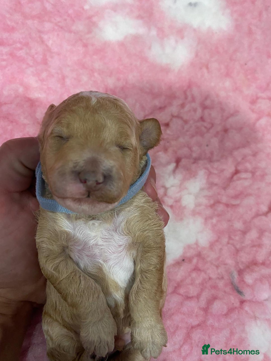 Labradoodle dogs for sale: Multi- Generation Toy/Mini parti Labradoodles   - Advert 18