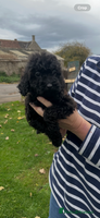 Miniature Poodle dogs - Advert 7