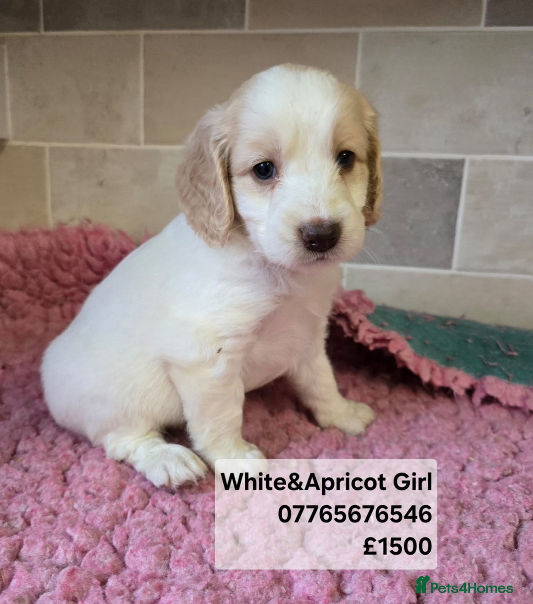 Cockapoo dogs for sale: Cockapoo Puppies Licenced Domestic Breeder - Advert 7