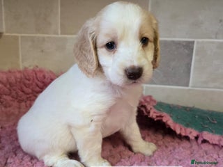 Cockapoo dogs Quality Cockapoo Puppies Licenced Domestic Breeder - Advert 6
