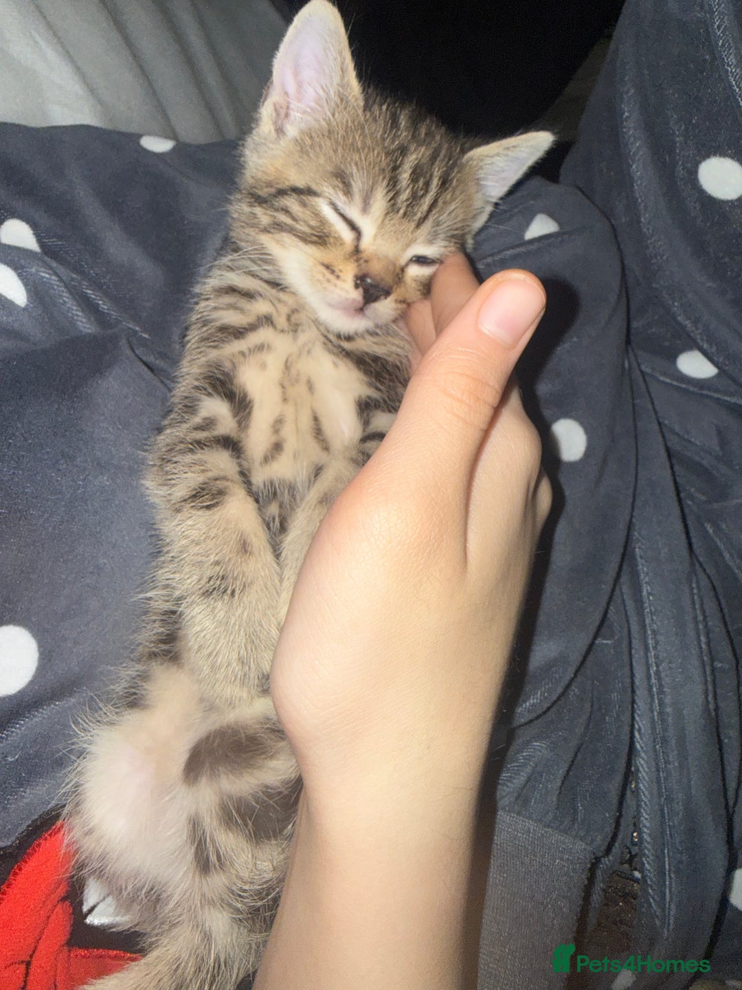 Mixed Breed cats for sale: Mixed breed male kittens - Advert 7