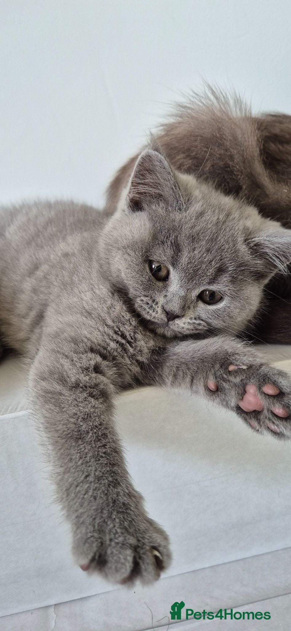 British Shorthair cats  Beautiful BSH kittens Vaccinated & Ready Soon - Advert 16