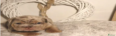 English Bulldog 3