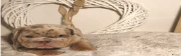 English Bulldog dogs for sale: Gorgeous Little Wrinkly Faces - Advert 5