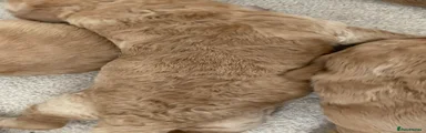 Labradoodle 3