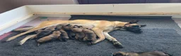 Belgian Shepherd Dog dogs for sale: Stunning Belgian Malinois puppies  - Advert 24