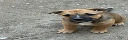 Mixed Breed dogs for sale: German shepherd x Staff litter - super friendly - Advert 4