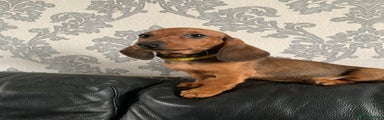 Miniature Dachshund Puppy 2