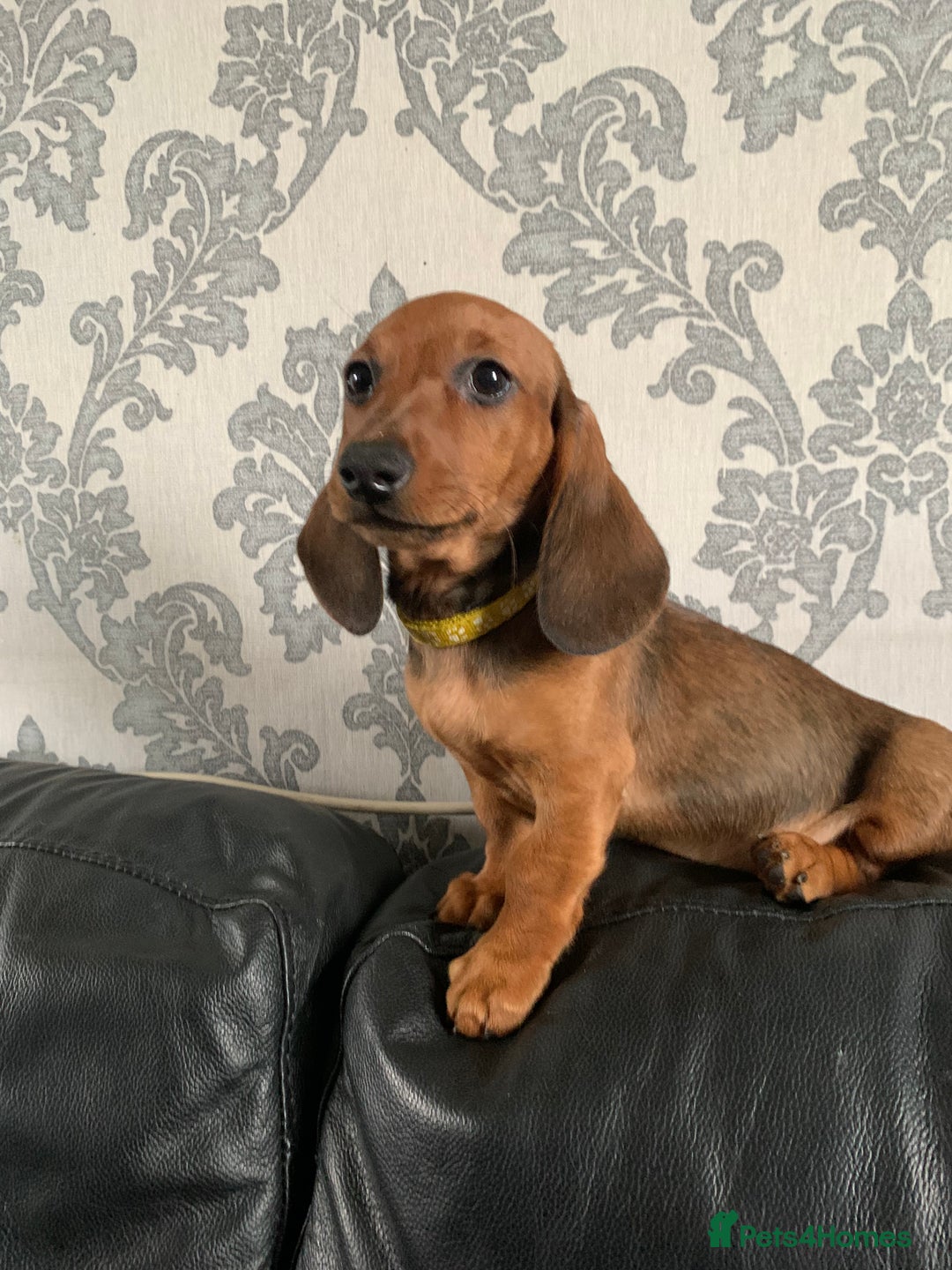 Miniature Dachshund dogs for sale: Kc miniature dachshund full vacs ready now - Advert 25
