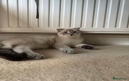 Scottish Fold cats for sale: British Shorthair and Scottish Fold - Image 14