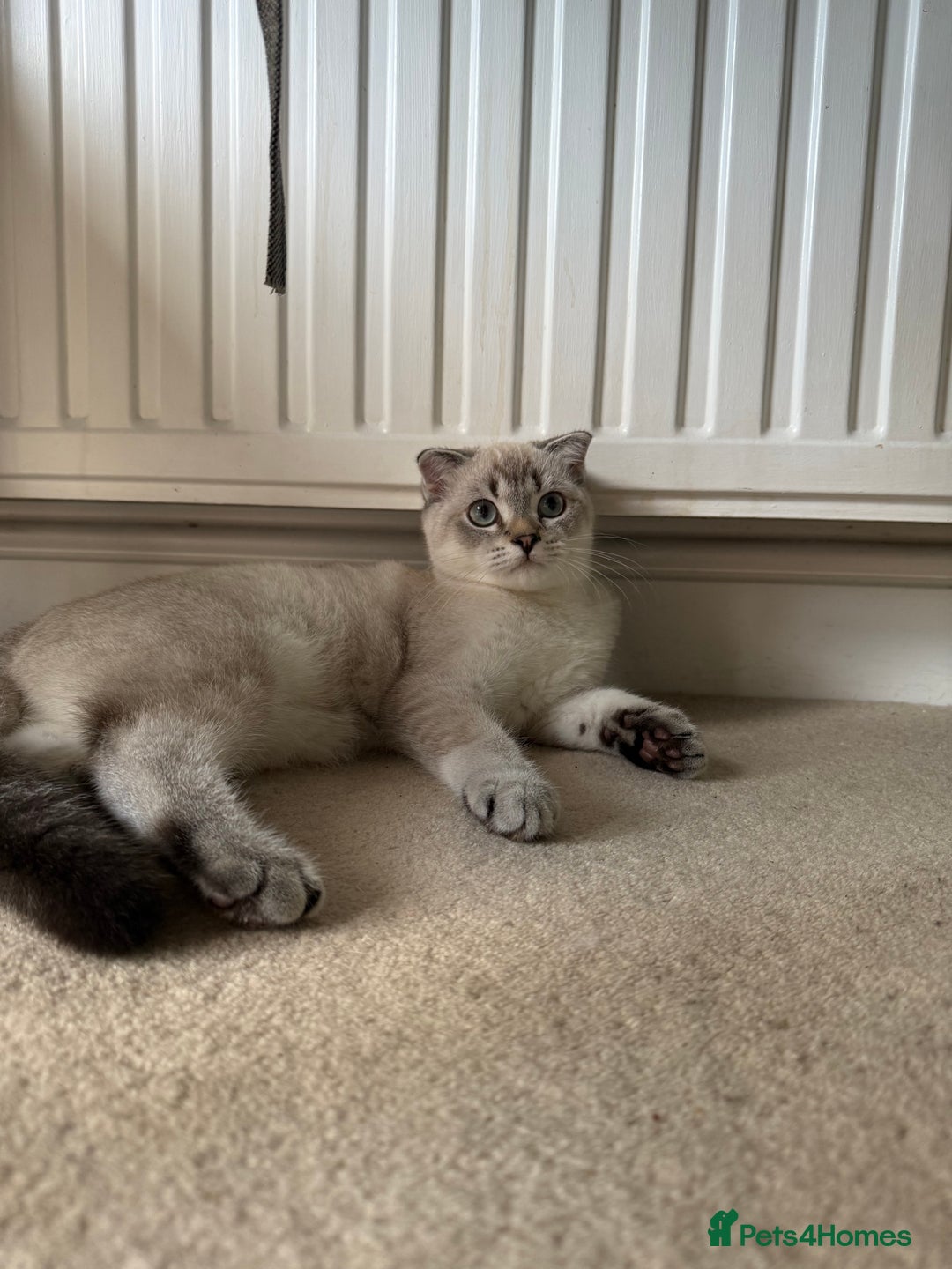 Scottish Fold cats for sale: British Shorthair and Scottish Fold - Image 14