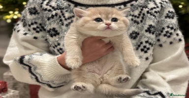 British Shorthair cats in Maidstone - Advert 2