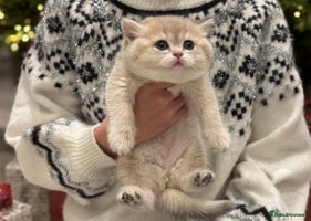 British Shorthair cats in Maidstone - Advert 2