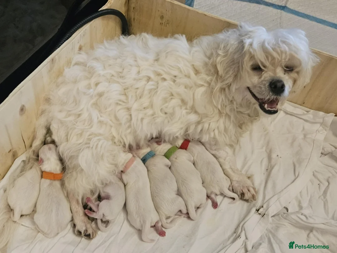 Maltese dogs for sale: Adorable Maltese puppies looking for forever home! - Advert 3